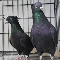 کبوتر زاغ دم سفید