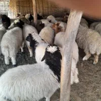 بره|حیوانات مزرعه|آبدانان, |دیوار