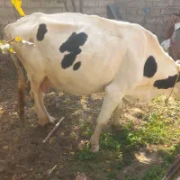 گاو شیری ابستن نژاد دار