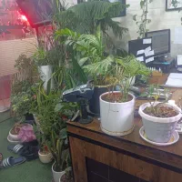 تاکسی تلفنی
