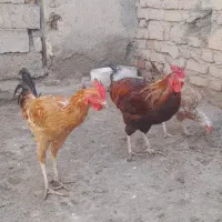 دو عددخروس محلی