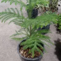 فروش گل|گل و گیاه طبیعی|میناب, |دیوار