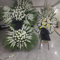 تاج گل|گل و گیاه طبیعی|تهران, باغ خزانه|دیوار