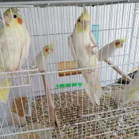 جوجه عروس هلندی دون خور رام جفت مولدتضمینی