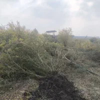 فروش چوب باغی انار|خدمات باغبانی و درختکاری|آق قلا, |دیوار