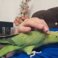 طوطی ملنگو کاملا رام و دستی