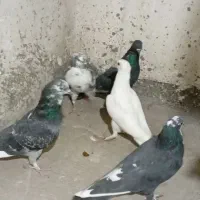 کبوترگرفتنی|پرنده|فشاپویه, |دیوار