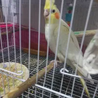 دو عروس نر و ماده به همراه دو جوجه و قفس و مجهز