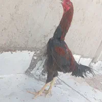 مرغ خروس لاری