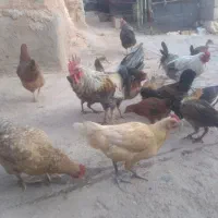 خروس‌بزرگ‌ووارگ‌