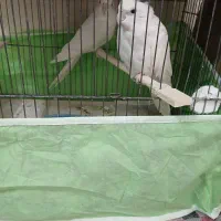 عروس هلندی البینو جفت