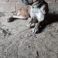 ماده خراسانی