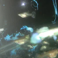 ماهی گوپی مولد کلی و جزئی|ماهی|کاشمر, |دیوار