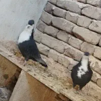 کرواتی کاکلی تمیز