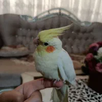 عروس هلندی کاملا سرحال یک جفت و دو تا بالغ تک