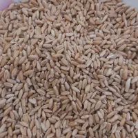 فروش گندم دیم