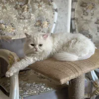 گربه نر برای جفت گیری|گربه|تبریز, |دیوار