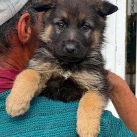 سگ ژرمن ورک نر دوماه شاه توله موکلاسیک فی ۱۵ م ت