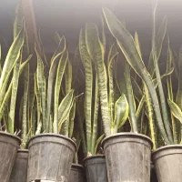 گیاه سانسوریا ابلغ کاملا رایگان