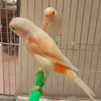 قناری نر مستخون  ماده اماده