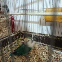 کوتوله یا طوطی برزیلی