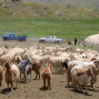 معاوضه خونه با گوسفند