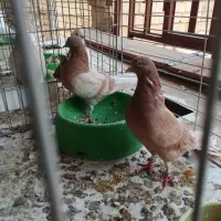 نروماده زرد پرشی