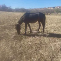 اسب|اسب و تجهیزات اسب‌سواری|اهر, |دیوار