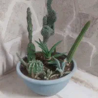 گلدون کاکتوس