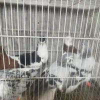 کفتر بوم رنگی