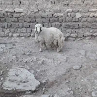 بره نرسرحال