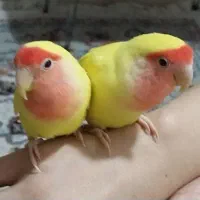 چهارتا طوطی برزیلی سخنگو|پرنده|شوشتر, |دیوار