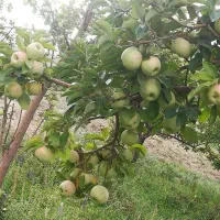 سیب گلاب