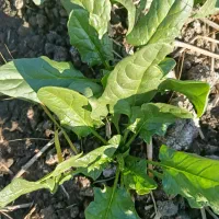 اسفناج|خوردنی و آشامیدنی|مینودشت, |دیوار