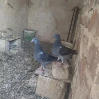 سبز پلاکی اصلی