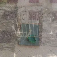 قفس پرنده|لوازم جانبی حیوانات|شیراز, شیشه‌گری|دیوار