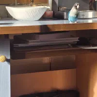 پرنده|پرنده|قم, شهرک امام حسین|دیوار