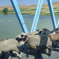 85 راس میش و بره بزرگ جفتی 100 میلیون