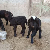 بره شیری گوسفند|حیوانات مزرعه|شیرین‌سو, |دیوار