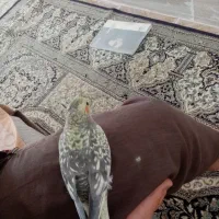 عروس هلندی فروش فوری|پرنده|اردکان, |دیوار