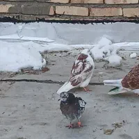 کبوتر|پرنده|ماکو, |دیوار