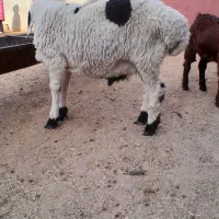 فروش گوسفند.بز .کعره وبره|حیوانات مزرعه|زهک, |دیوار