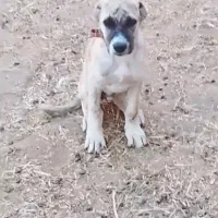 واگذار ی سگ توله افغان