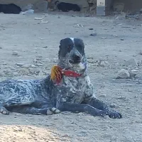 فروش یک سگ نگهبان نژادافغان