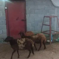 3بره غزل افشار دوتا نر یکی ماده