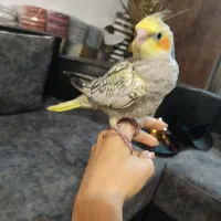 جوجه عروس یک ماهه دستی|پرنده|آستانه اشرفیه, |دیوار