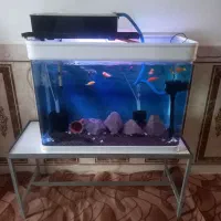 اکواریوم و ماهی