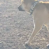 سرابی ۱۴ ماه گله ایی فی ۸