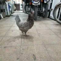 مرغ گلین طوسی|حیوانات مزرعه|شیراز, کوشک میدان|دیوار