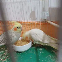 جفت مولد عروس هلندی|پرنده|دامغان, |دیوار